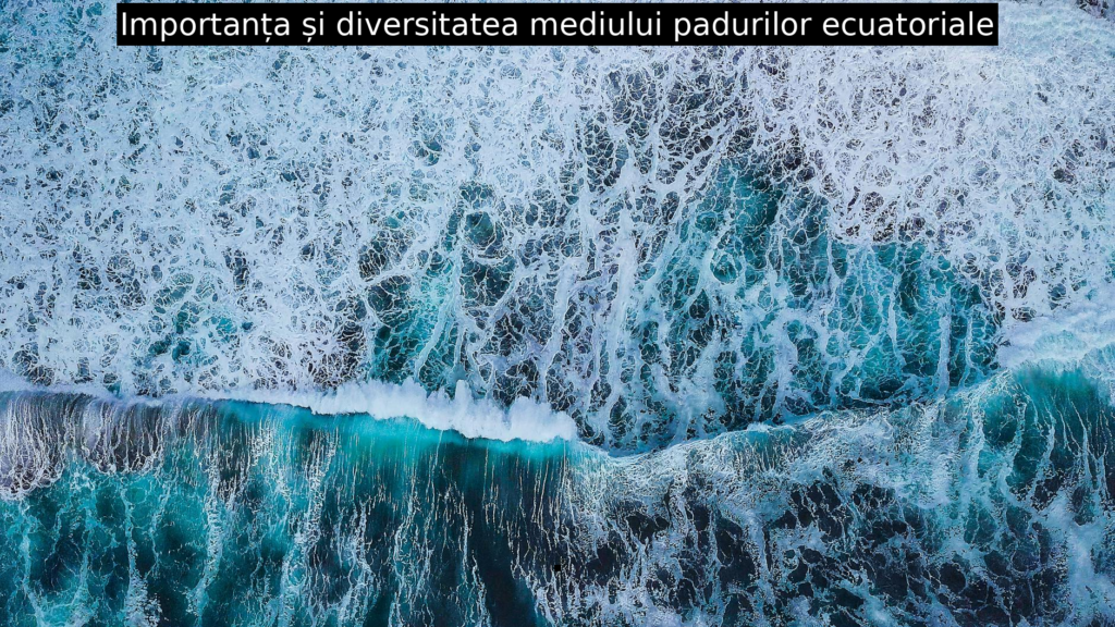 Importanța și diversitatea mediului padurilor ecuatoriale